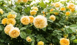 太原铁诺最新爆料电话,电话曝光惊人内幕