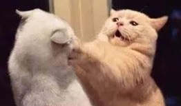 娱乐吃瓜君猫,揭秘娱乐圈那些不为人知的幕后故事